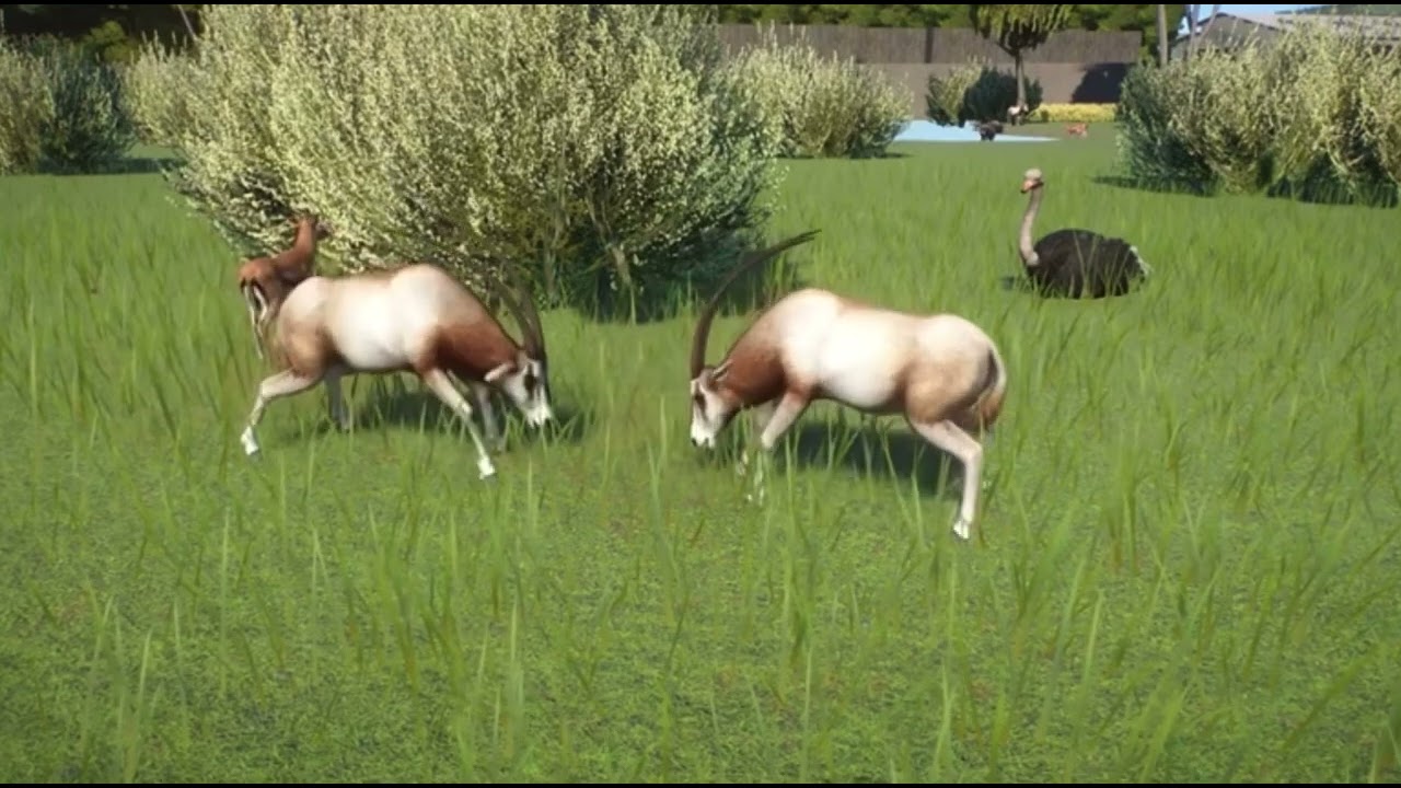 Planet zoo scimitar horned oryxes sparring.
