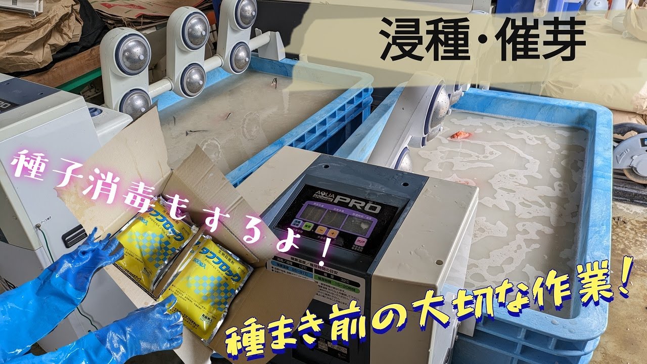浸種と催芽　エクストリーム・サイガ