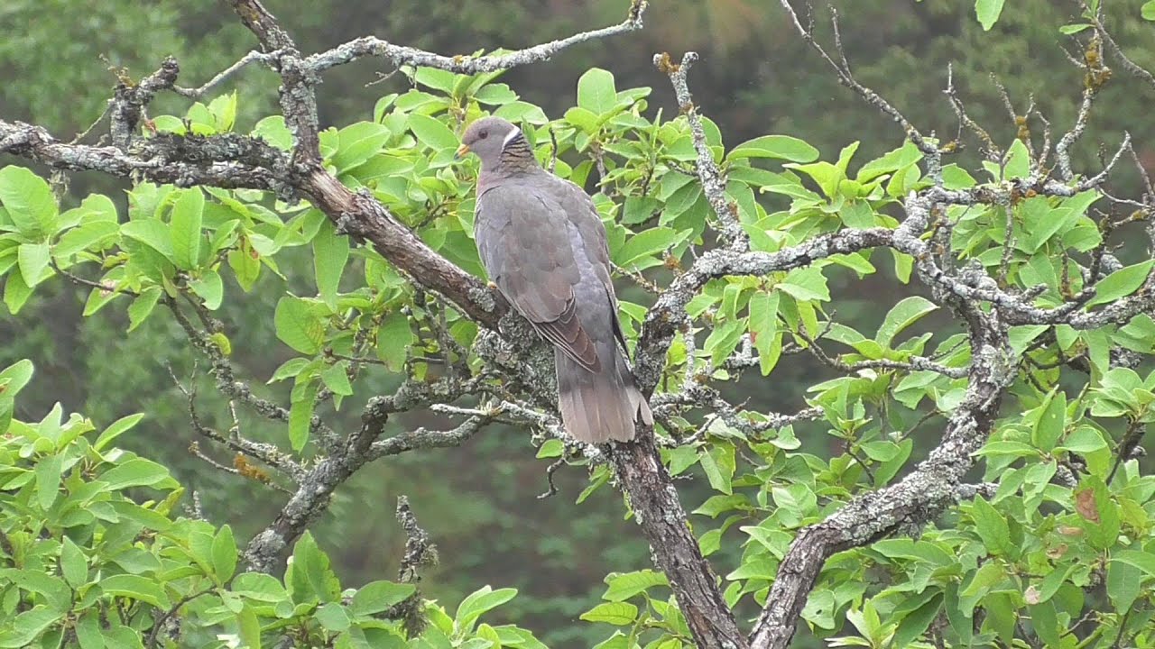 Band-tailed Pigeon. Elegant Trogon vocalizations captured. Chipinque 2022-05-13.