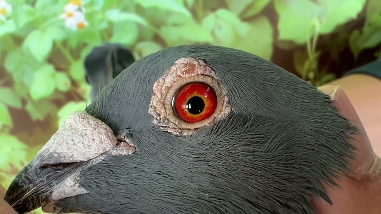 【葉永田清舍】2023-651449：南海秋季竹南三關綜合8位(殘17羽)近親家族