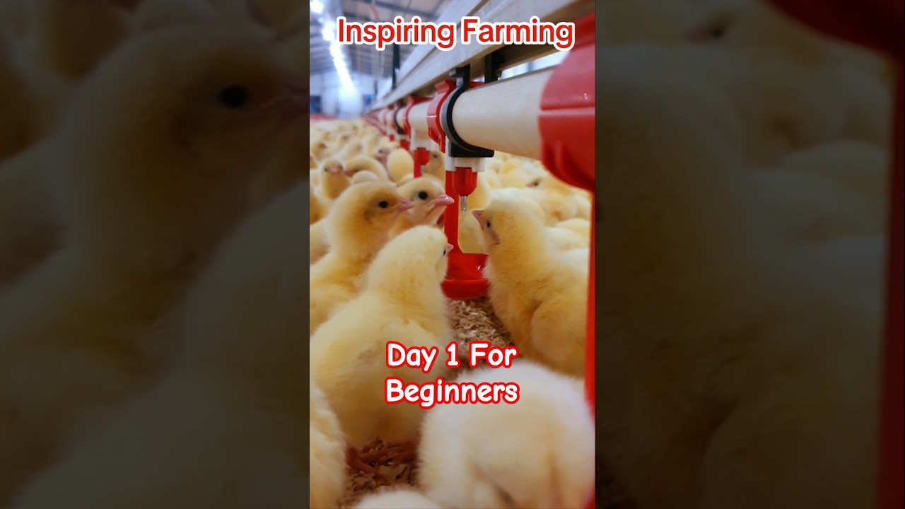 How to grow Chickens in 6 Weeks (DAY 1)