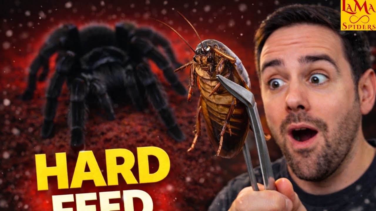 Feeding Tliltocatl Tarantulas a ROACH… This Got Wild