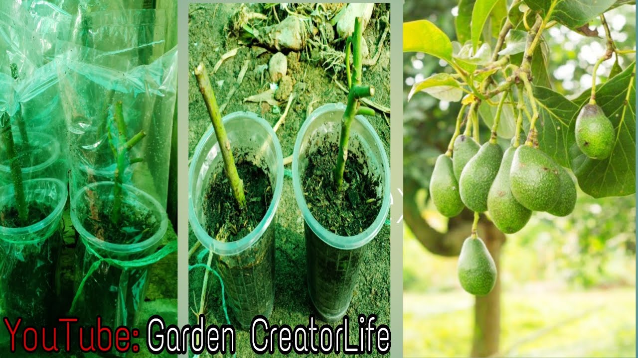 How To Grow Avocado Tree From Cuttings