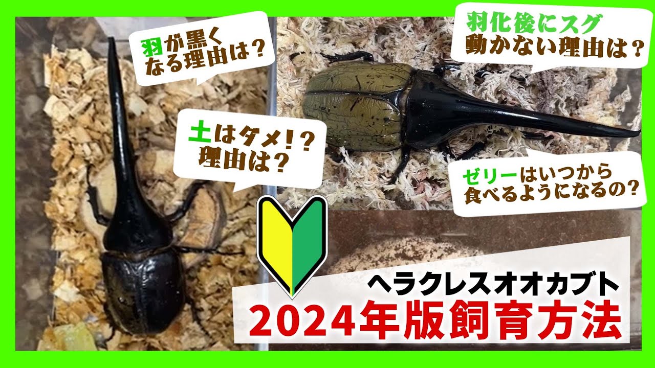 【初心者向け】ヘラクレスオオカブトの飼育方法【2024年版】成虫管理方法・成虫掘り出しをリアル時実施していきながら分かりやすく解説！
