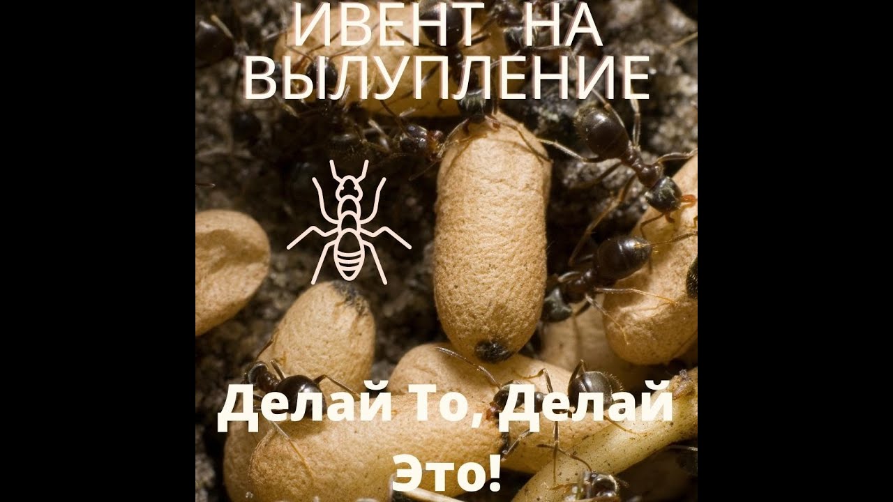 Ивент на Вылупление яиц Спец.Муравьи в игре The Ants