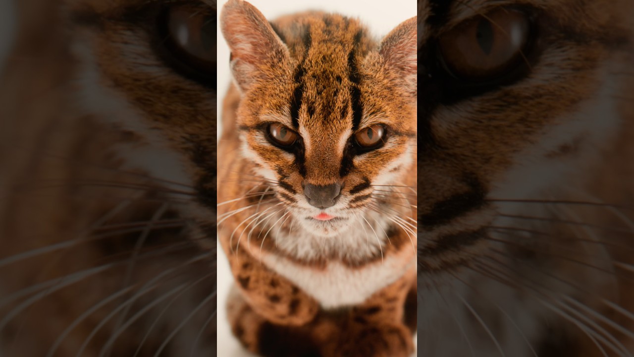 Researchers identify new species of wild cat