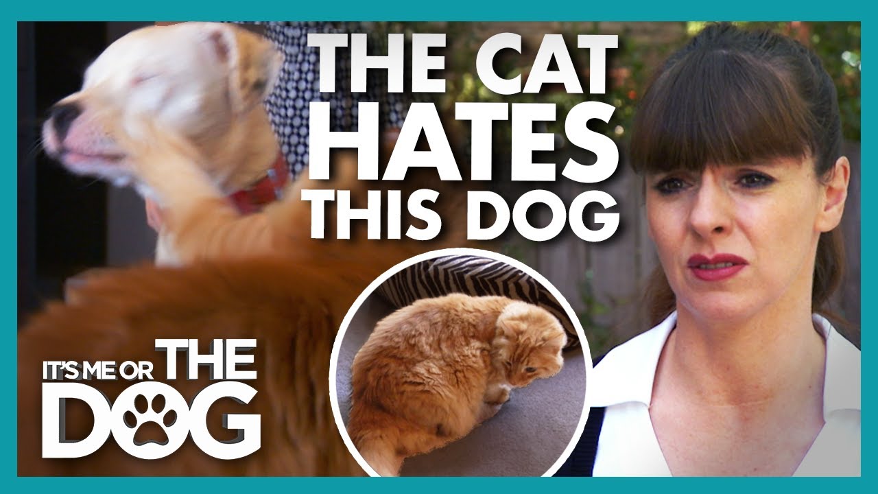 Owner Worried That Cat's Stress from Dog's Antics could be Fatal! | It's Me or The Dog