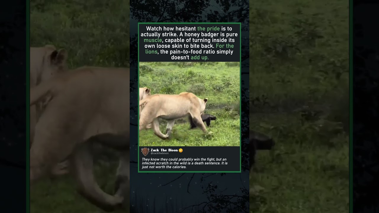 LIONS ESCORT HONEY BADGER