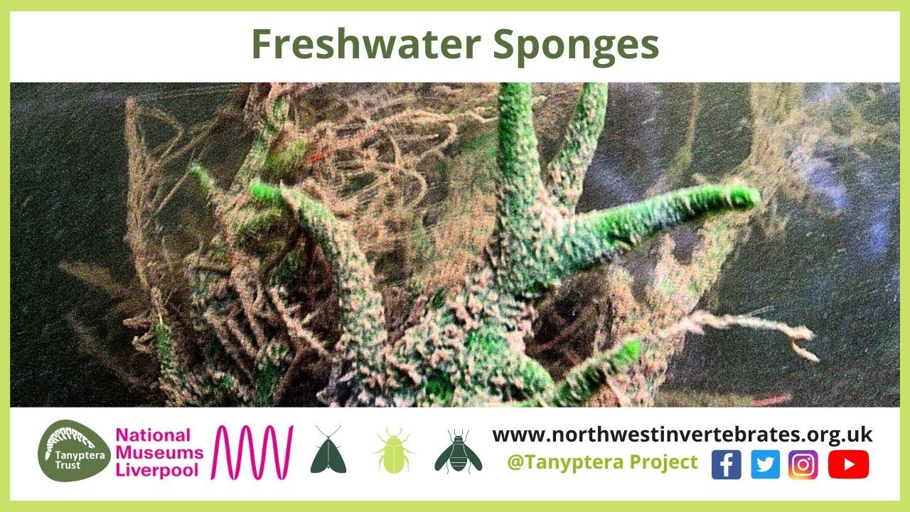 Freshwater Sponges