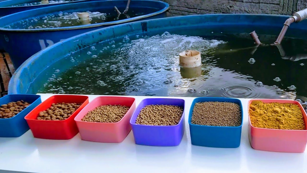 #RAÇÃO#QUANTAS VEZES AO DIA#Quantidade por peixe🐠🐠🐠QUANTO TEMPO PRA CADA GRAMATURA #APRENDAAGORA!