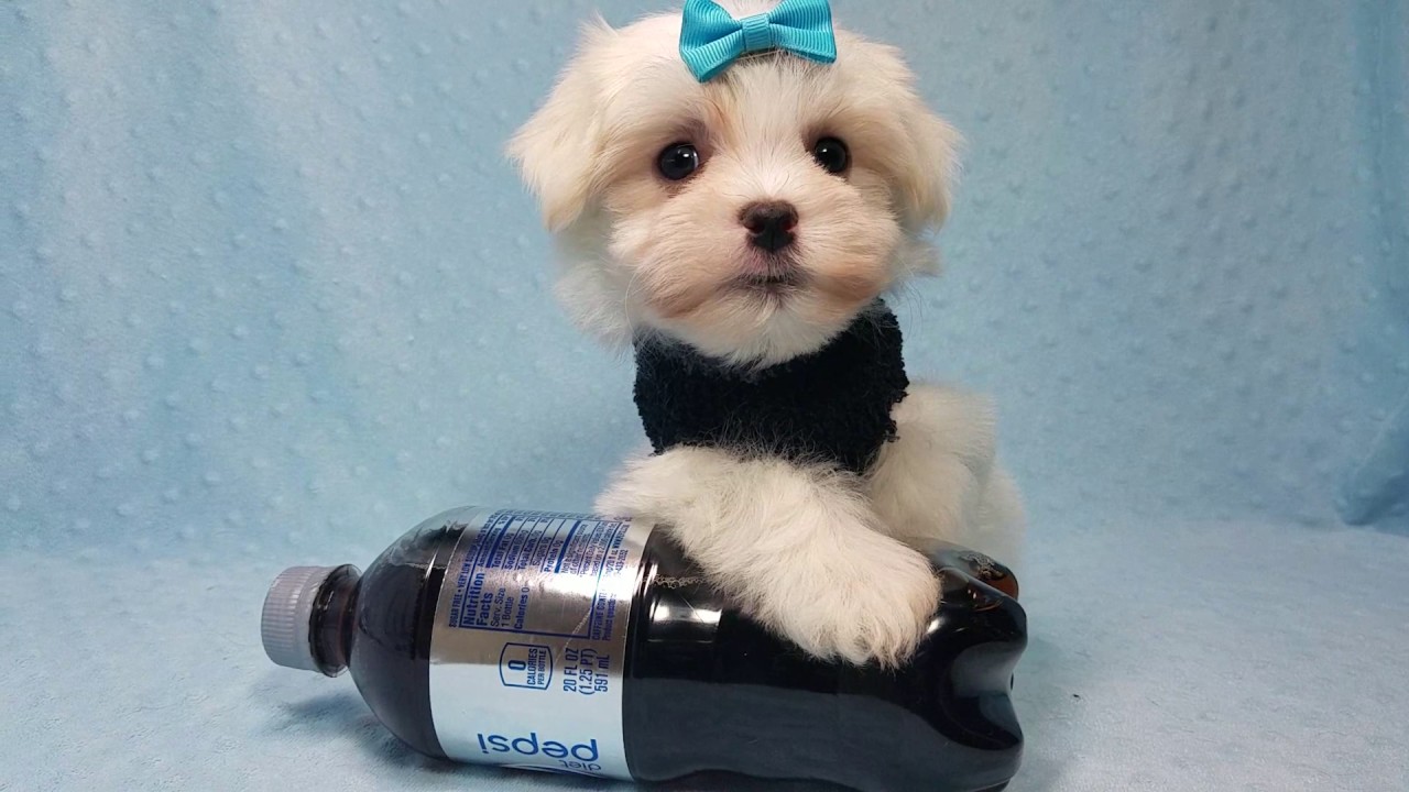 Maltese Puppy Breeder