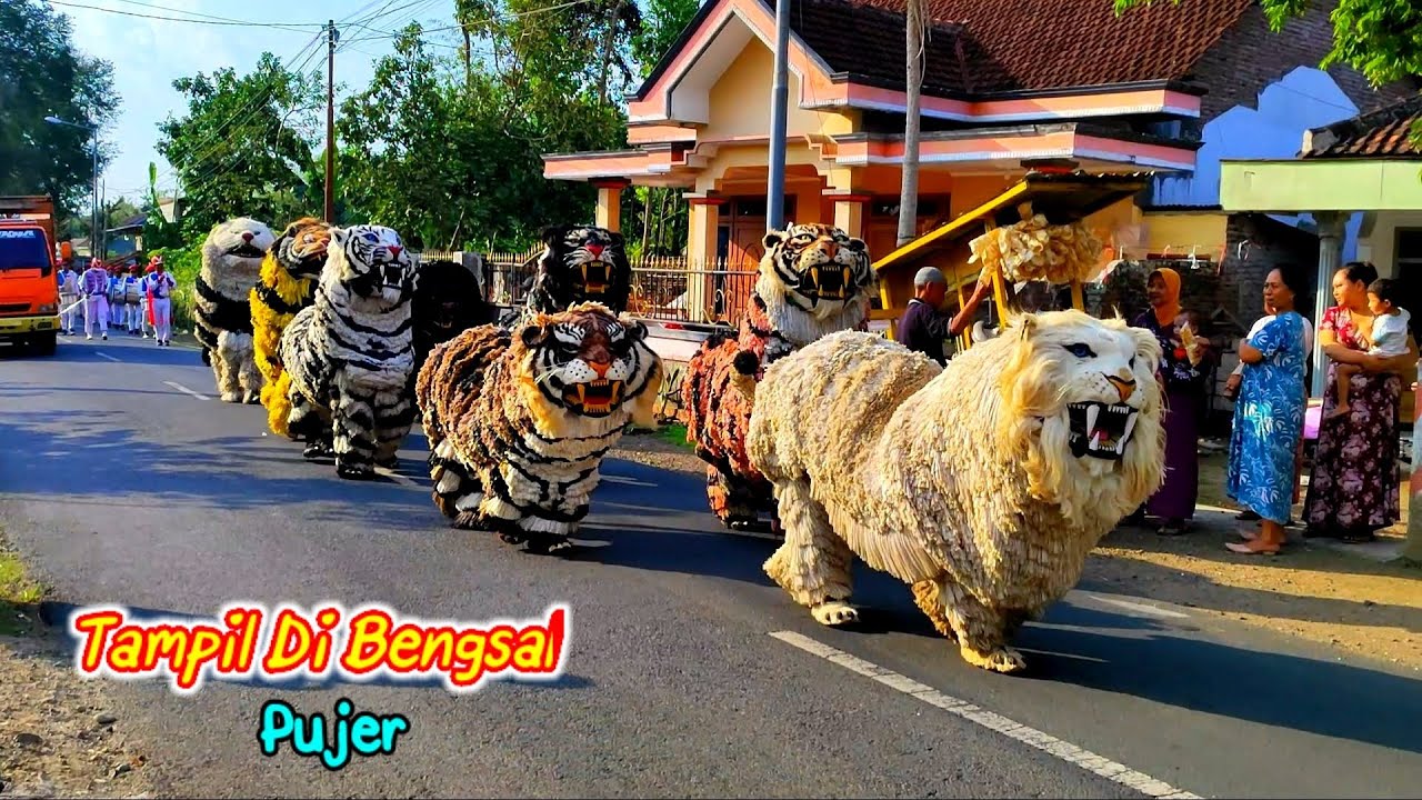 Can macanan Singo Raung cilik di undang acara KHITANAN tampil Di Bengsal PUJER