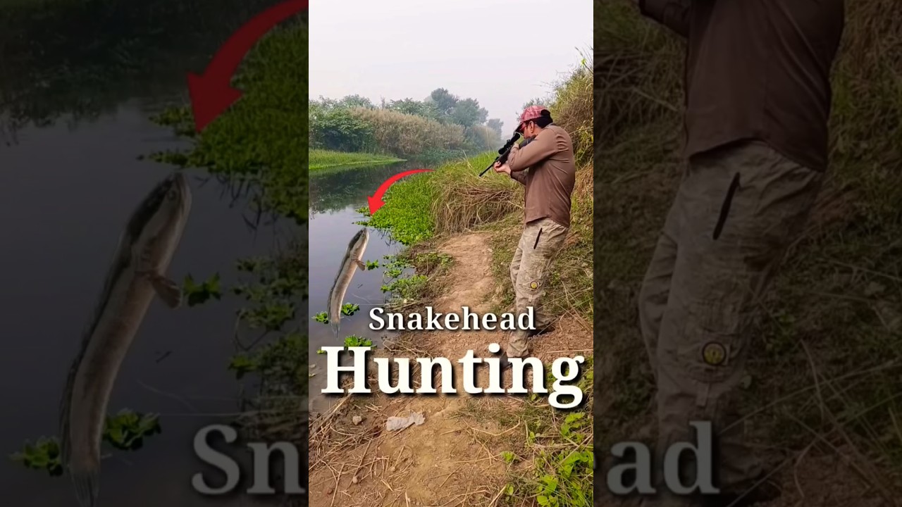 Fish Hunting Airgun | Gaint Snakehead Fish Hunting using Airgun #fishing #airgun #shortsfeed