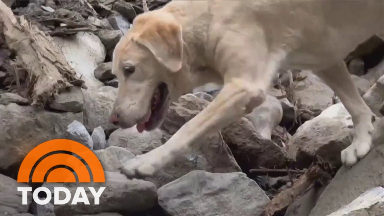 Dog deemed &lsquo;too friendly&rsquo; for police work finds his calling
