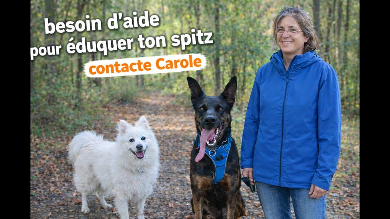 Éducation du Spitz Japonais : chiot & adulte | Conseils et solutions