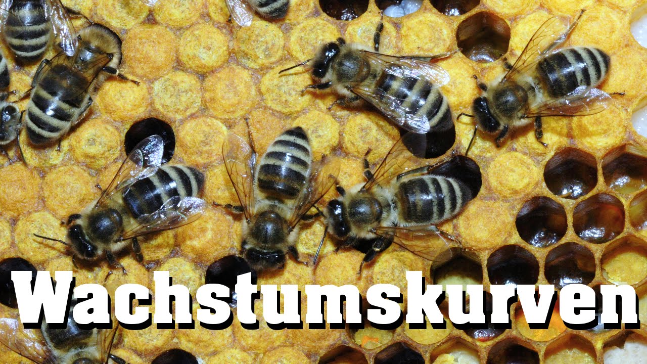 Populationsdynamik, Wachstumskurven (exponentiell, logistisch)