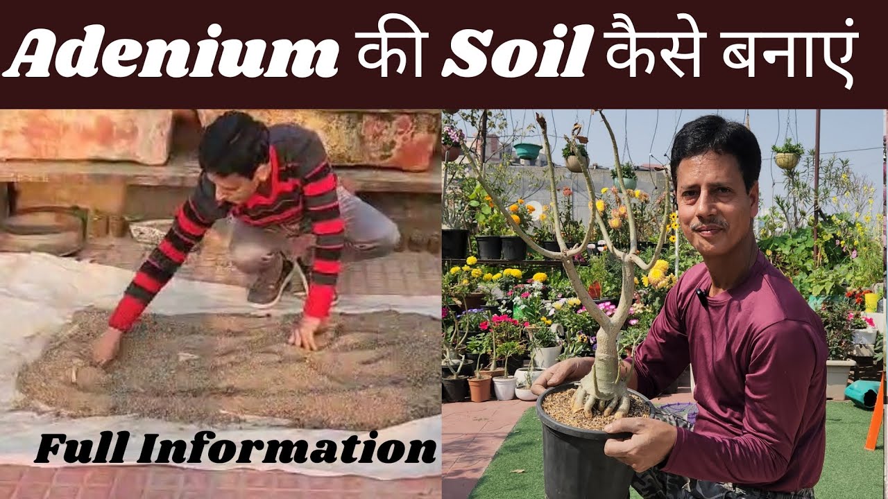 Perfect Soilmix for Adenium | Desert Rose | Adenium plant care for beginners | Rooftop Organics