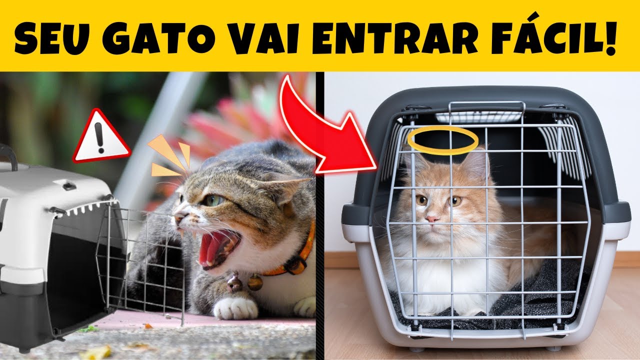 PARECE MÁGICA! 10 Dicas SIMPLES para levar o Gato ao Veterinário sem Estresse | A #7 é INFALÍVEL!