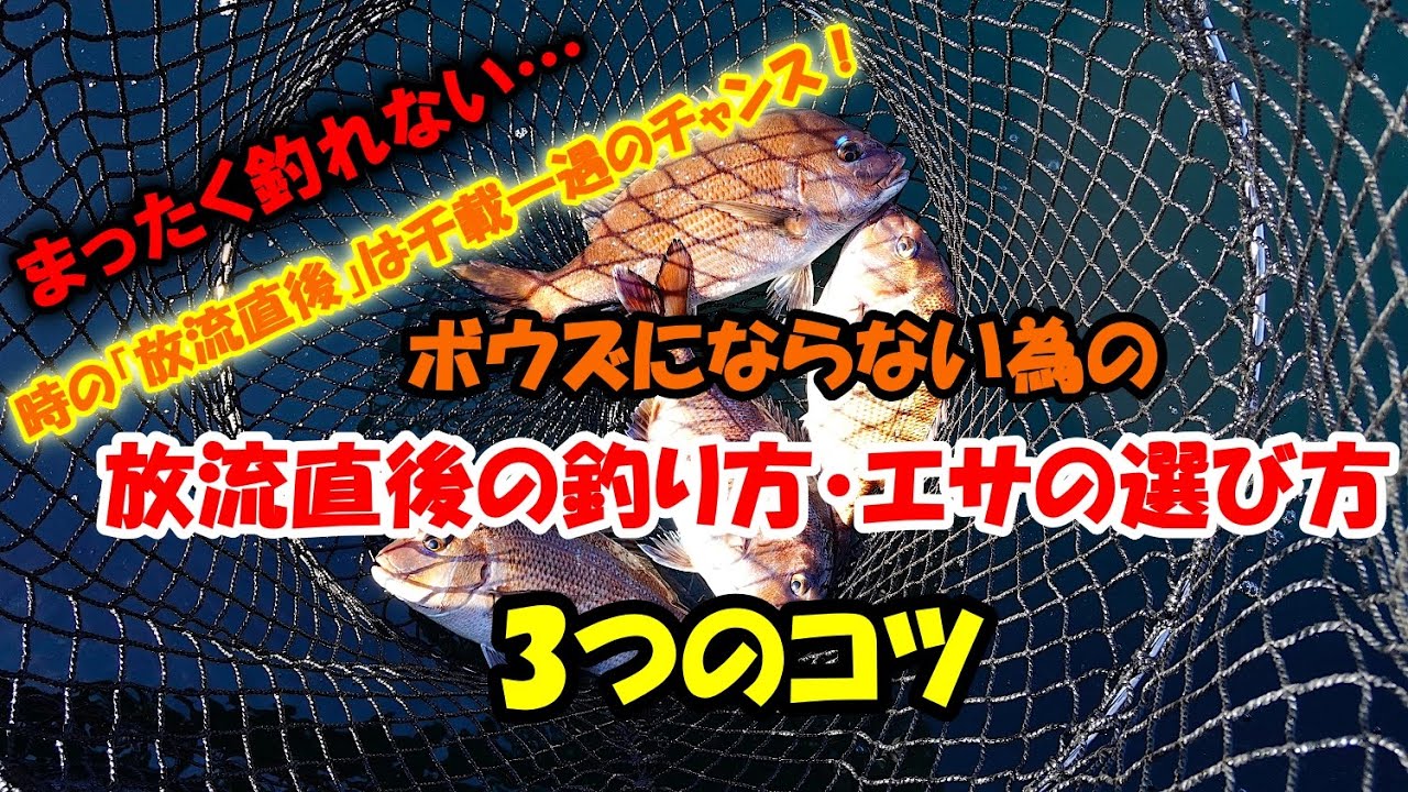 【海上釣堀】ボウズにならない為の「放流直後」の釣り方・エサの選び方3つのコツ｜あなたに逢い鯛