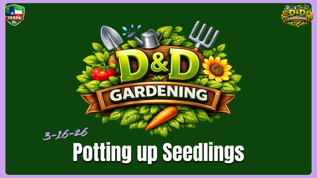 3-15  Potting Up Seedlings