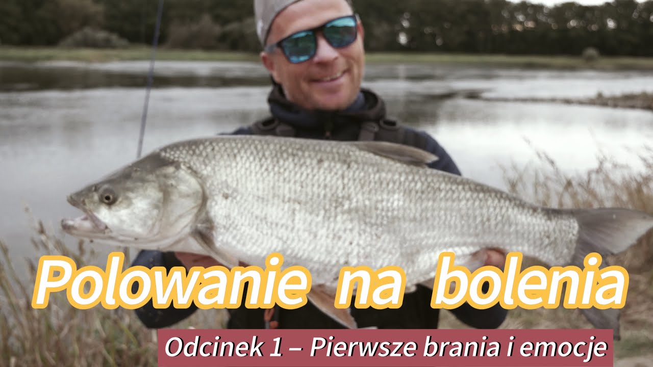 Polowanie na bolenia