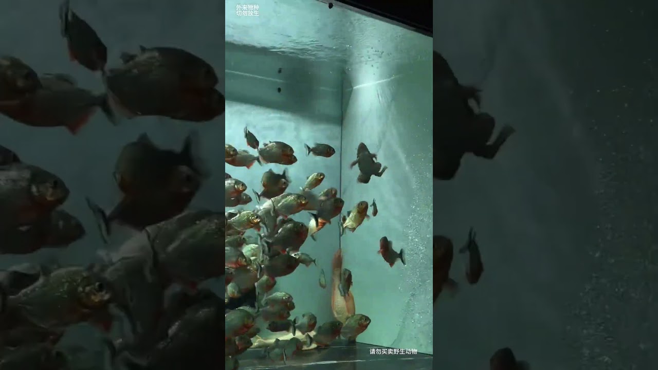 frog vs fish 