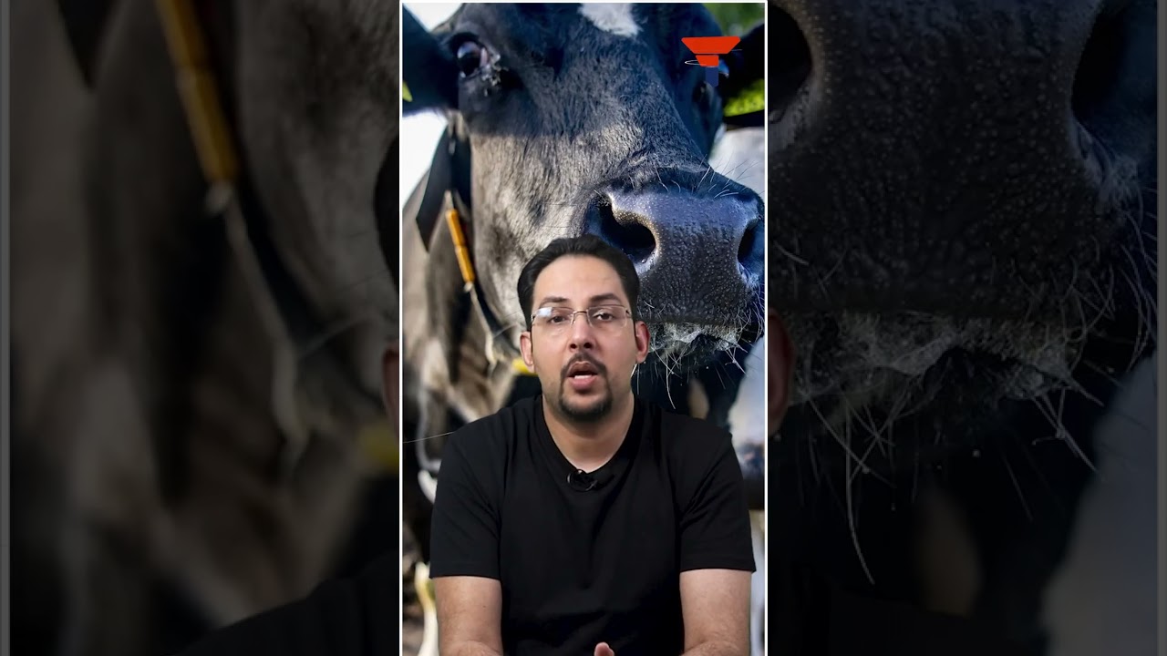 Britain Declares a &lsquo;Woke war&rsquo; on Cows #shorts