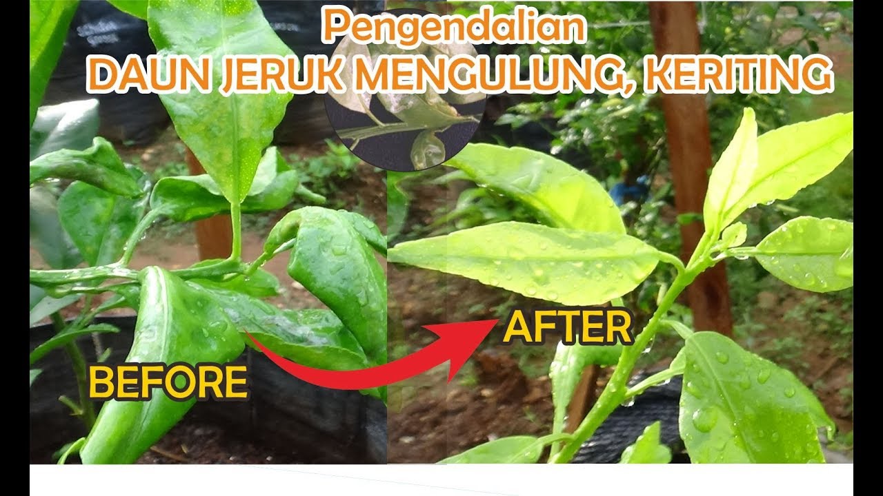 Penyebab Tanaman JERUK Mengulung, Keriting,  Kuning & Gugur... ini Pencegahannya