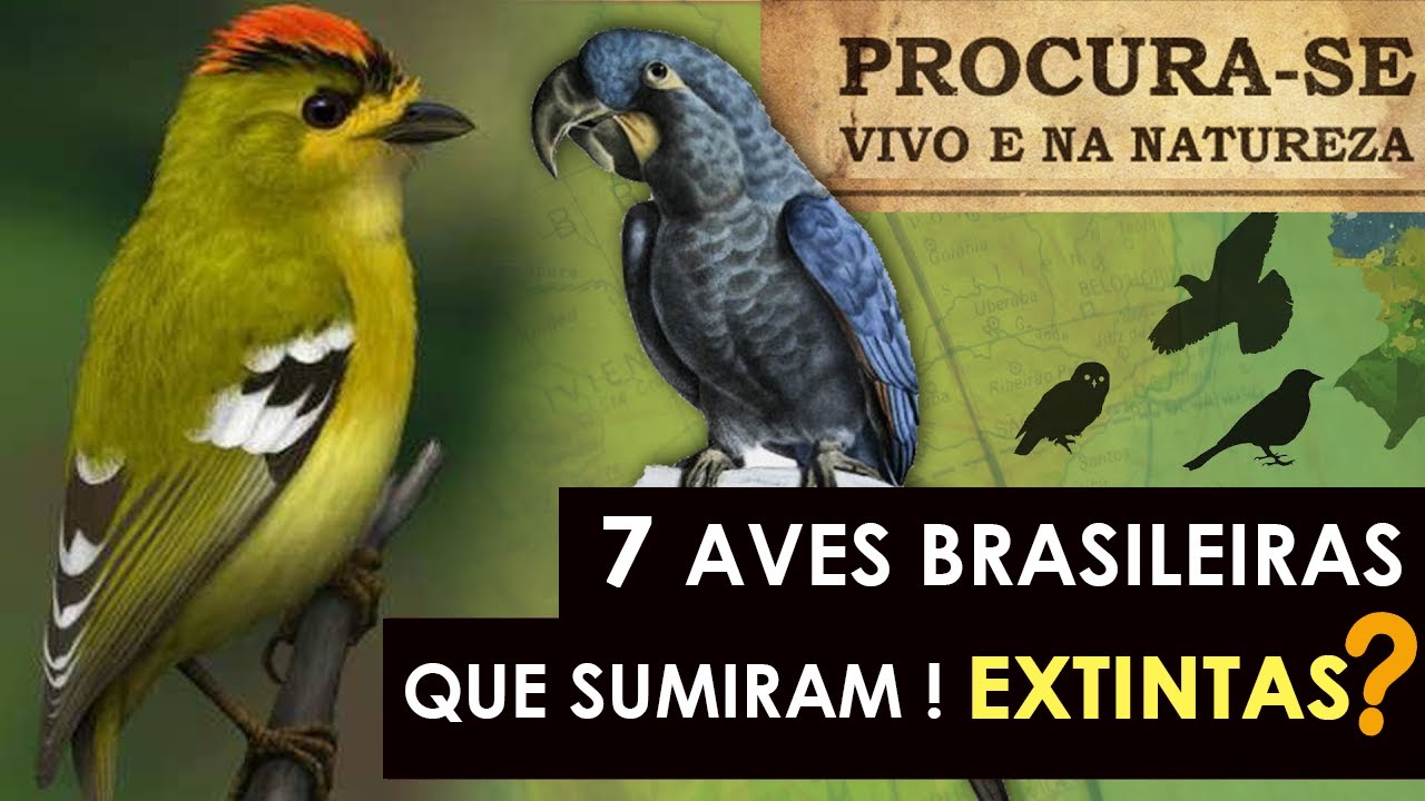 DESAPARECERAM da Natureza | 7 Aves brasileiras que desapareceram - Extintas ou n&atilde;o?