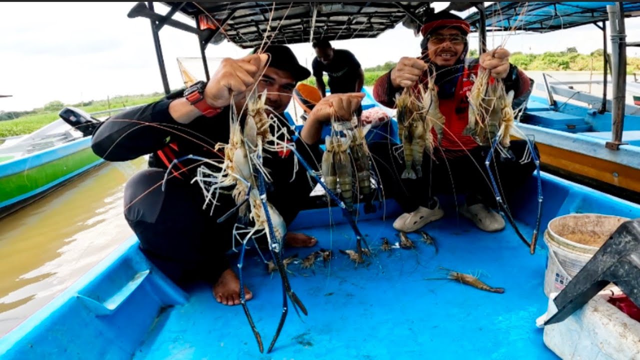 Enggasao Udang Galah Besar² bSungai Muda Double & Triple Strike s477