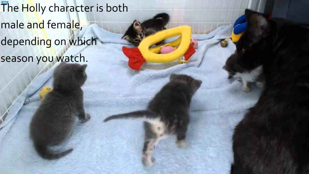 AI Kittens - First Visit