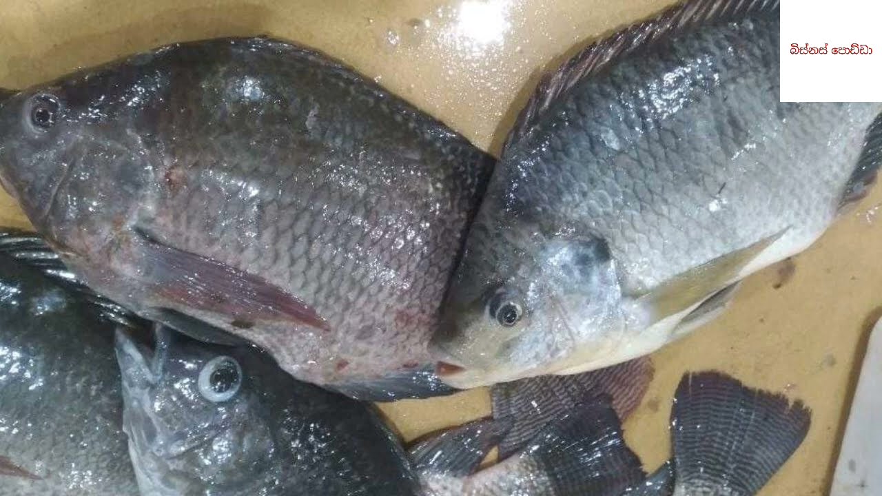 මිරිදිය මසුන් විකිණීම | මාළු බිස්නස්