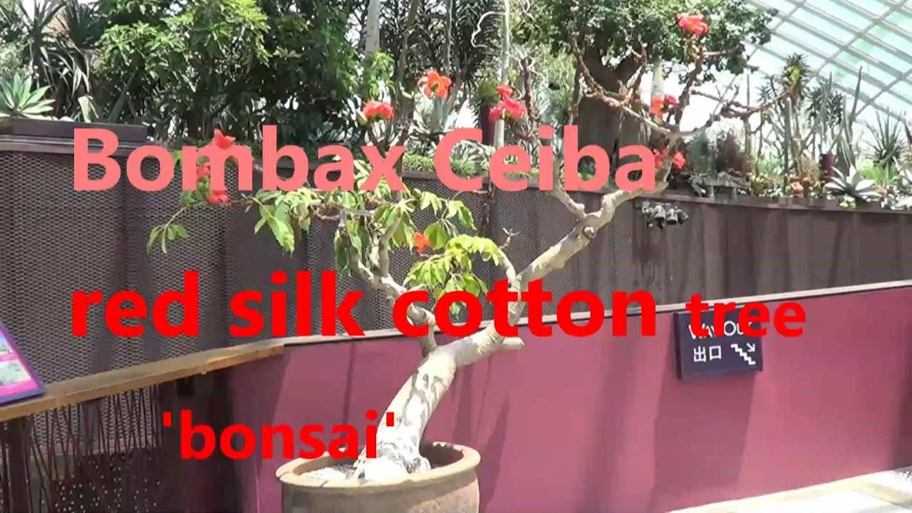 The Plant Traveller: Bombax Ceiba  #silkcotton  #tropicaltrees