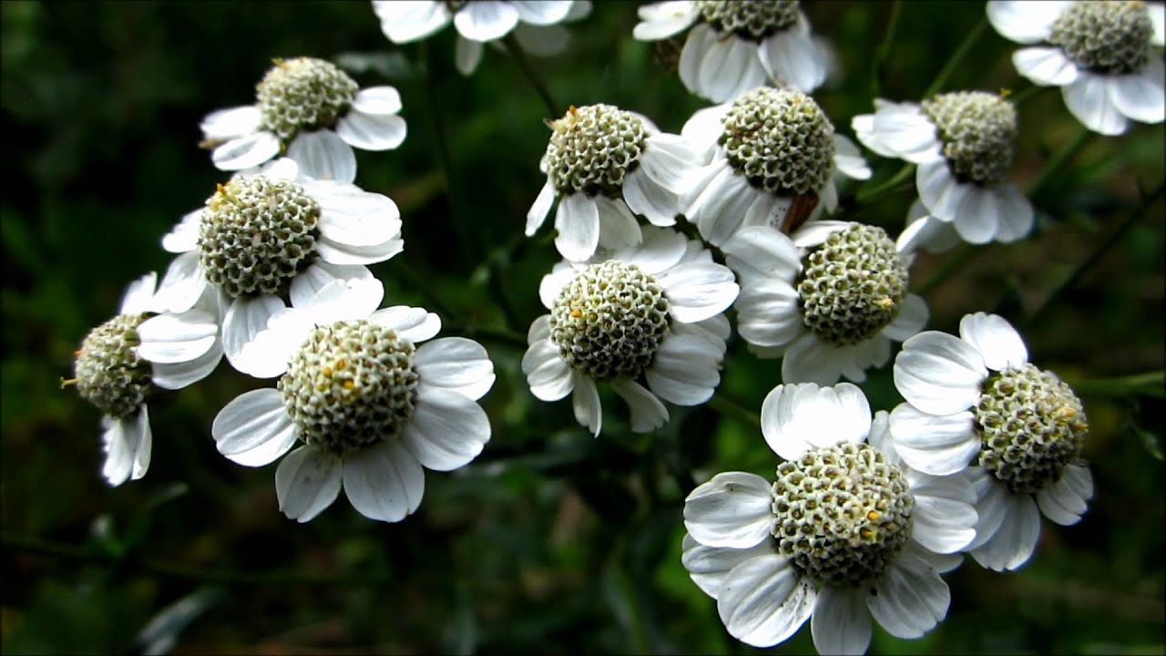 Sneezewort (Achillea Ptarmica) - 2012-08-11