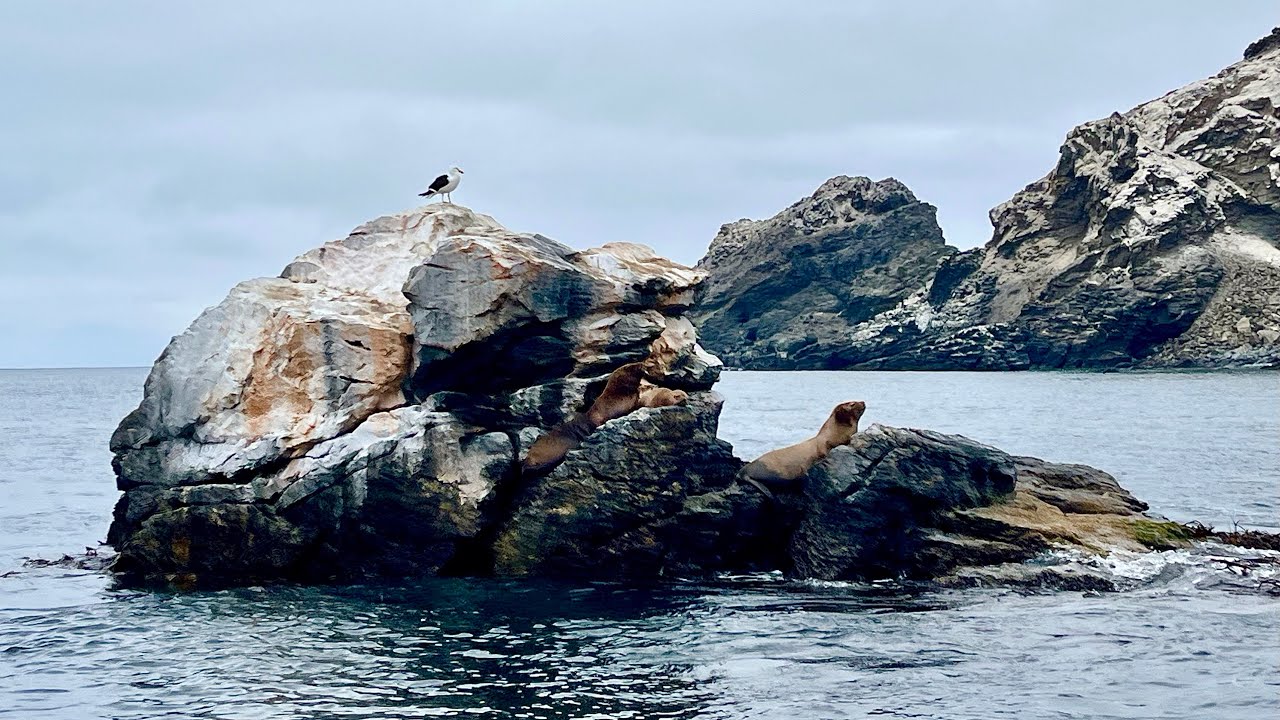La Serena, Chile | Hotel Club and Humboldt Penguin Damas Island