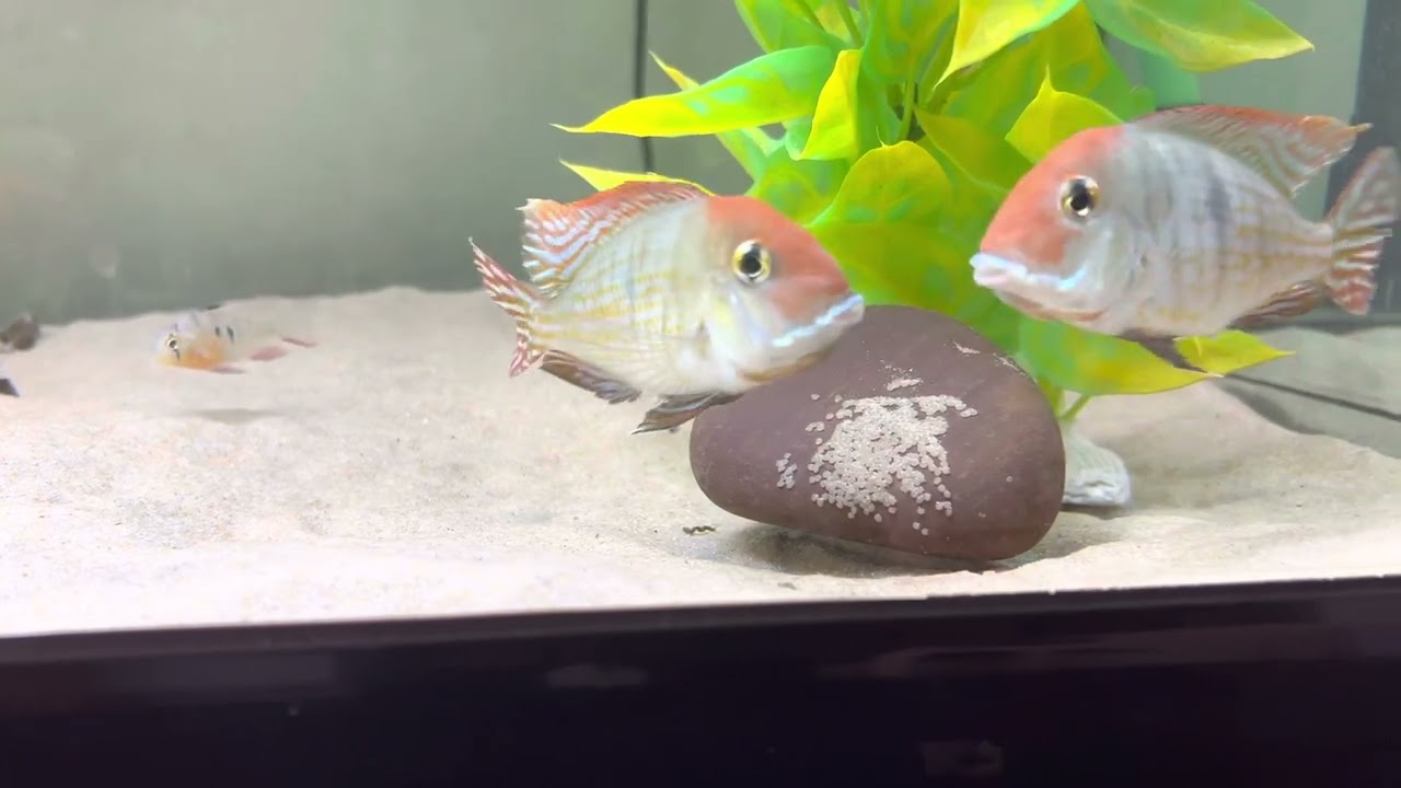 Red head tapajos geophagus breeding