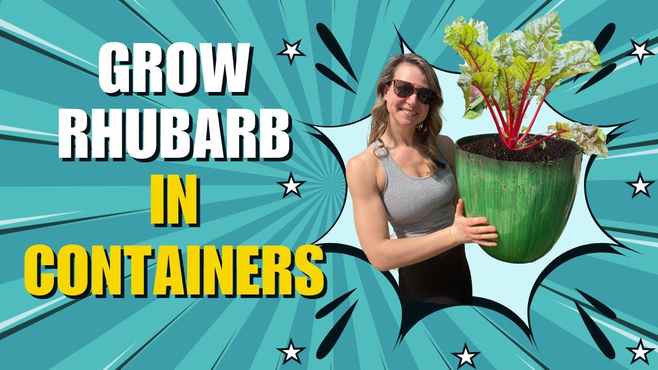 Ultimate Guide to Growing Rhubarb in Containers | Planting, Care, and Overwintering Tips