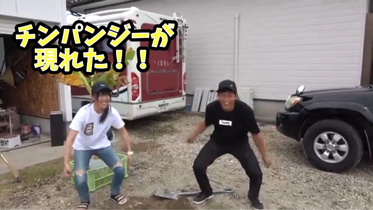 チンパンジーが現れた⁉︎