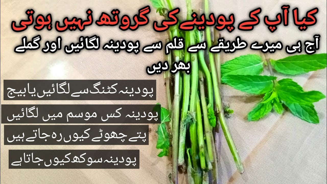 mint from cutting | how to make your mint bushy| کٹنگ سے پودینہ لگانے کا طریقہ