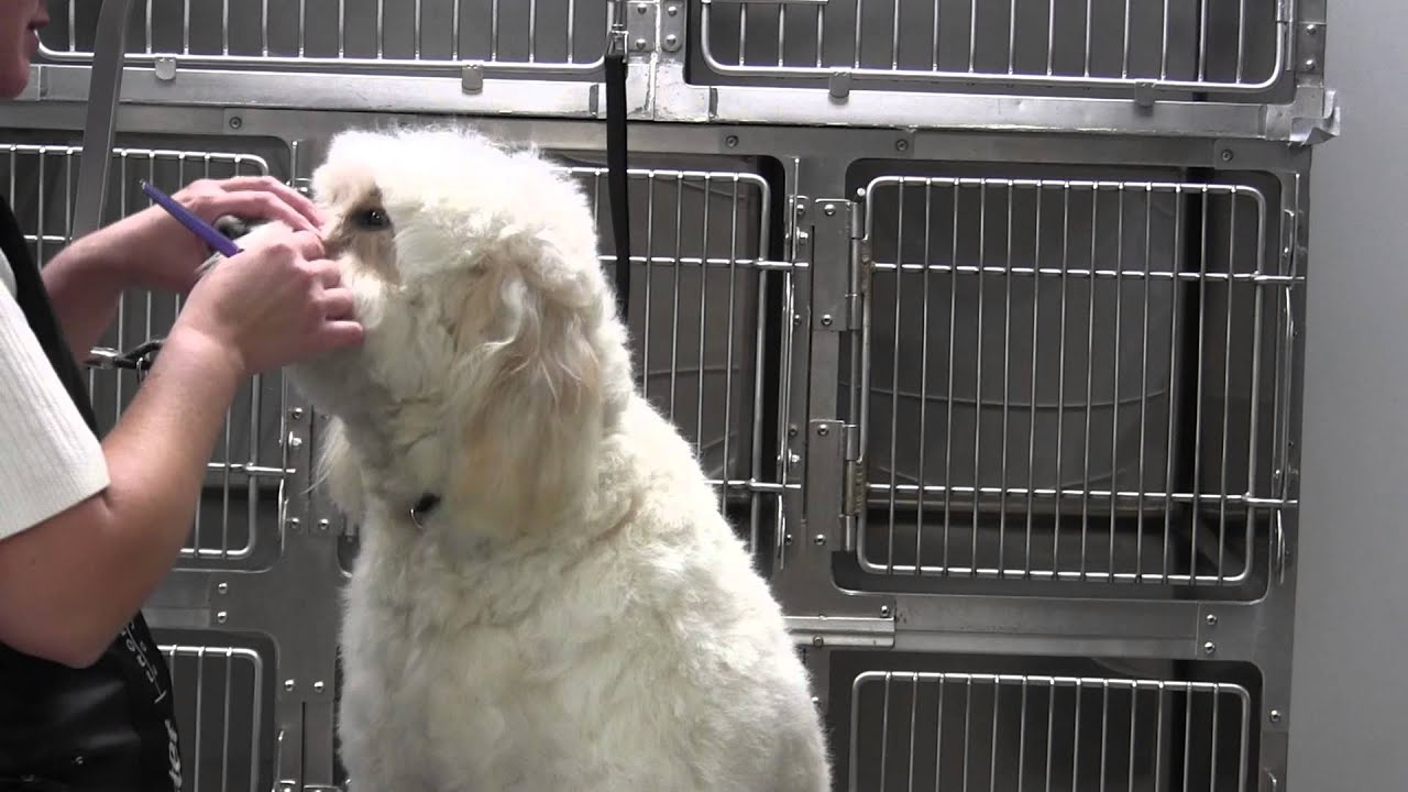 Golden Doodle- Face- Eyes