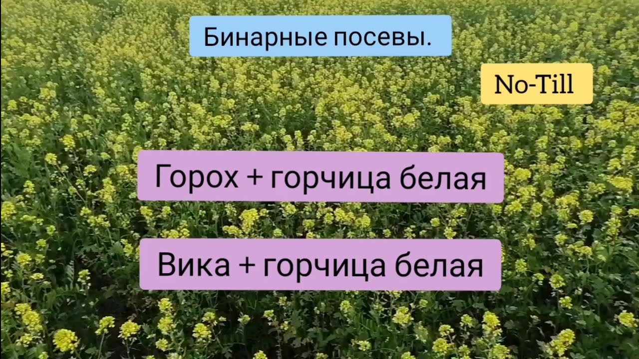 Бинарные посевы. Горох + горчица белая. Вика + горчица белая.