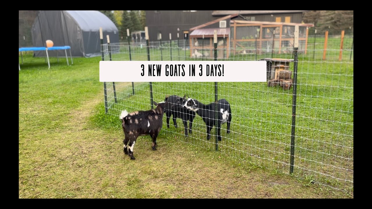 OUR HERD IS GROWING FAST//3 NEW GOATS IN 3 DAYS!