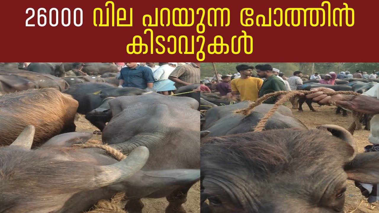 വില പലതും പറയുന്നുണ്ട് ഒന്നും ഉറപ്പിക്കാൻ വയ്യ 23 24 വില പറയും 