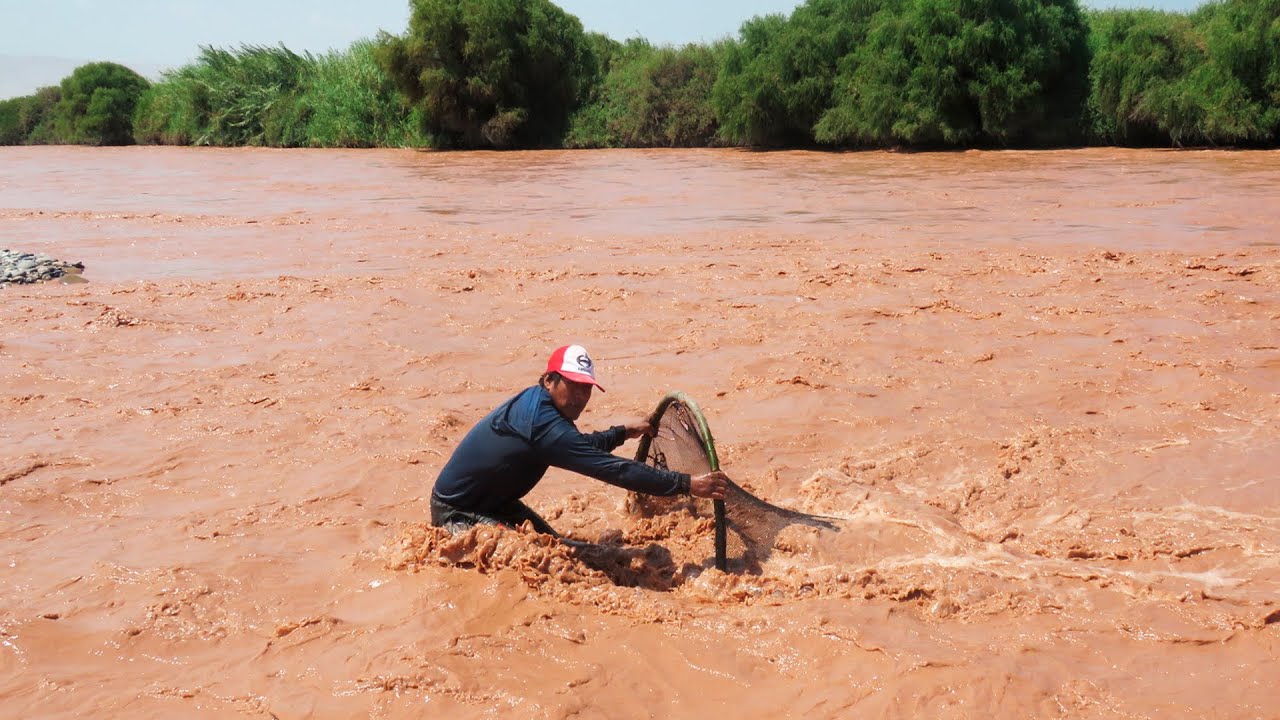 ASI SE PESCA CAMARONES CON Red TIPO ARCO en Río - Pesca extrema