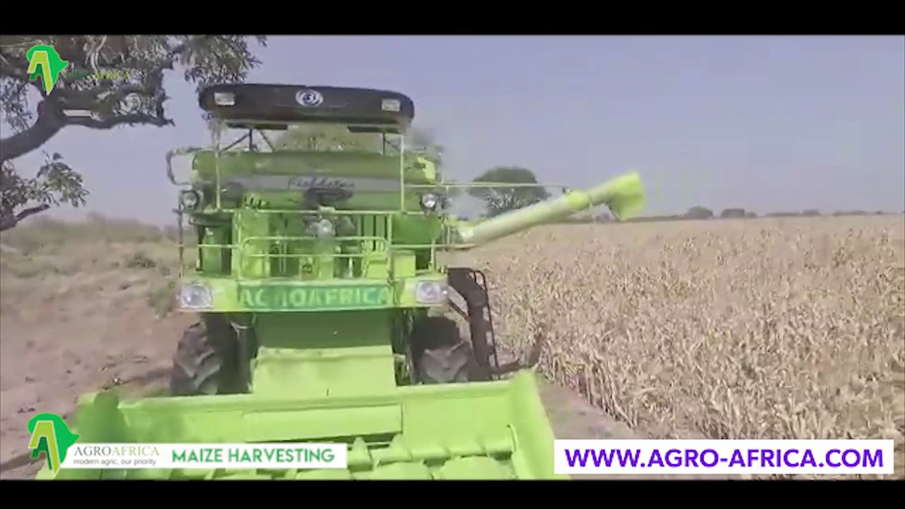 Harvesting of Maize