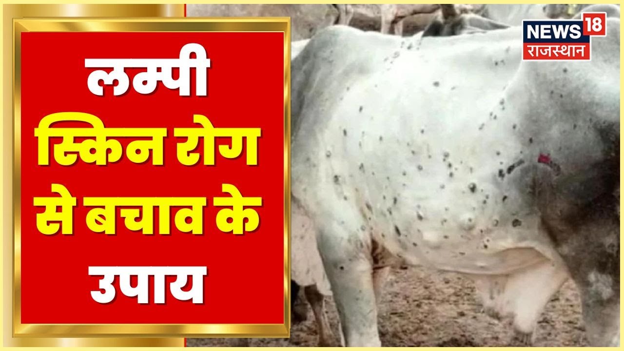 Annadata | Lampi Skin Disease पशुधन के लिए है बेहद खतरनाक, जानिए क्या है रोकथाम | Latest News