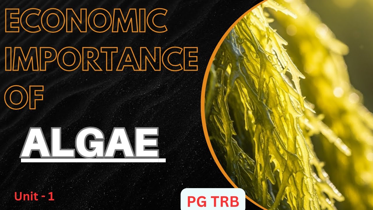 Economic Importance of Algae | PG TRB Botany in Tamil & English | Unit 1|