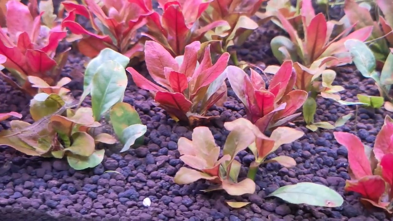 Ludwigia Sphaerocarpa 多毛水丁香