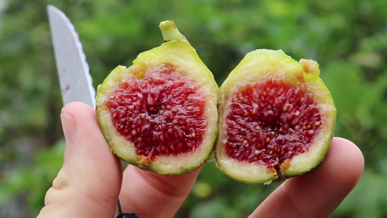 The Classic Adriatic Fig