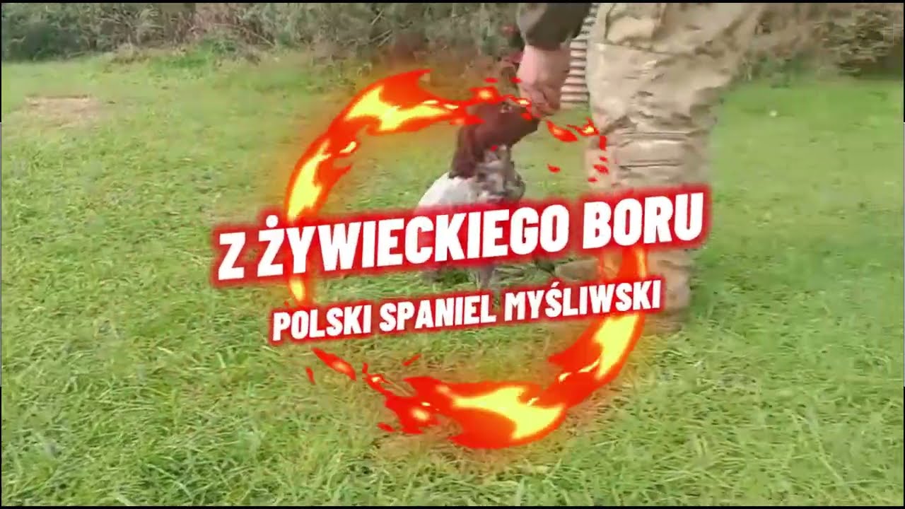 POLSKI SPANIEL MYŚLIWSKI - najmłodsza z polskich ras psów